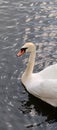 Beautiful white swan floating on the lake.