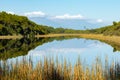 Beautiful calm reflection in Ship Creek swamp bordered by orange colored reeds and ancient green kahikitea forest