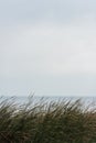 beautiful calm sea with grassweed on foreground Royalty Free Stock Photo