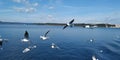 Sea and seagulls Royalty Free Stock Photo