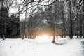 Beautiful calm winter day with outfocus background. Carpathians.