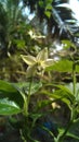 beautiful and calming chili tree flowers Royalty Free Stock Photo