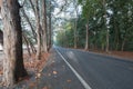 Beautiful calmness countryside road with shady pine tree on side of the road