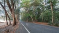 Beautiful calmness countryside road with shady pine tree on side of the road