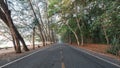 Beautiful calmness countryside road with shady pine tree on side of the road