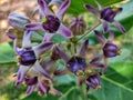 Beautiful calotropis gigantea bunch crown flower arakha flower close up Royalty Free Stock Photo