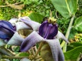 Beautiful calotropis gigantea crown flower arakha flower close up Royalty Free Stock Photo