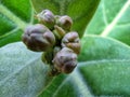 Beautiful calotropis gigantea crown flower arakha flower close up Royalty Free Stock Photo