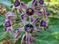 Beautiful calotropis gigantea crown flower arakha flower close up Royalty Free Stock Photo