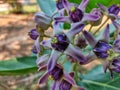 Beautiful calotropis gigantea crown flower arakha flower close up Royalty Free Stock Photo