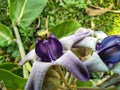 Beautiful calotropis gigantea crown flower arakha flower close up Royalty Free Stock Photo