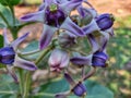 Beautiful calotropis gigantea crown flower arakha flower close up Royalty Free Stock Photo