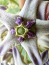 Beautiful calotropis gigantea crown flower arakha flower close up Royalty Free Stock Photo