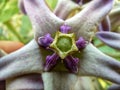 Beautiful calotropis gigantea crown flower centre arakha flower close up Royalty Free Stock Photo