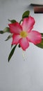Beautiful cambodia flowers or adenium flowers or pink frangipani Japan or bunga kamboja jepang blooming in the garden