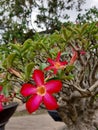 Beautiful red-white flower at Cambodia& x27;s Plant