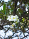 Beautiful Cambodian Balinese flowers