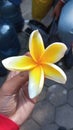 Beautiful Cambodian flower like me amazing