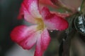 Beautiful Cambodian Flowers