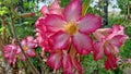 Beautiful cambodian flowers