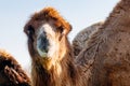 Beautiful camel head against the blue sky Royalty Free Stock Photo