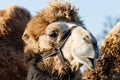 Beautiful camel head against the blue sky Royalty Free Stock Photo