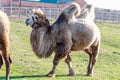 Beautiful camel head against the blue sky Royalty Free Stock Photo