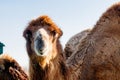 Beautiful camel head against the blue sky Royalty Free Stock Photo