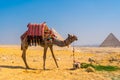 Beautiful camel in the Pyramids of Giza, the oldest Funerary monument in the world, Cairo, Egypt