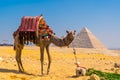 Beautiful camel in the Pyramids of Giza, the oldest Funerary monument in the world, Cairo, Egypt