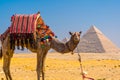 Beautiful camel in the Pyramids of Giza, the oldest Funerary monument in the world, Cairo, Egypt