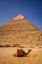 Beautiful camel sitting near the pyramid of Khafre, Giza  Cairo, Egypt Royalty Free Stock Photo