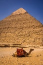 Beautiful camel sitting near the pyramid of Khafre, Giza  Cairo, Egypt Royalty Free Stock Photo