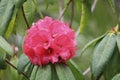 A beautiful Camelia flower on a green leaved shrub Royalty Free Stock Photo