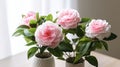 Beautiful camellia flowers in vase on table, closeup