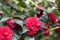 Beautiful camellia at Portland Japanese Garden, Oregon Royalty Free Stock Photo