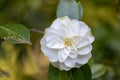 Beautiful camellia at Portland Japanese Garden, Oregon Royalty Free Stock Photo