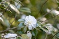 Beautiful camellia at Portland Japanese Garden, Oregon Royalty Free Stock Photo