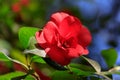 Beautiful camellia at Portland Japanese Garden, Oregon, USA Royalty Free Stock Photo