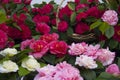 Beautiful Camellias blooming with dark green leaves.