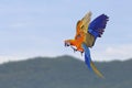 Beautiful of Camelot macaw flying on the mountain.