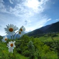 Beautiful camomile in Alps Royalty Free Stock Photo