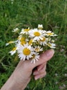 Beautiful camomile in a girl hand on a green blurred background. Chamomile in the girl hand Royalty Free Stock Photo