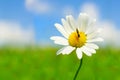 Beautiful camomile on green field Royalty Free Stock Photo