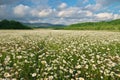 Beautiful camomile meadow in mountain at sunset Royalty Free Stock Photo