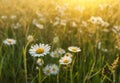 Beautiful camomiles in the field Royalty Free Stock Photo