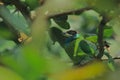 Camouflage of a male blue-throated barbet