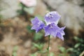 Beautiful campanula blooming in english cottage garden. Close up of blue bell flower. Floral wallpaper. Homestead lifestyle and