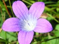 Beautiful Campanula rapunculoides bud close up