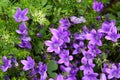 Beautiful campanula, viola flowers in the garden close up